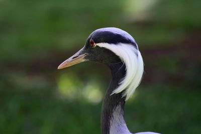 Close-up of heron