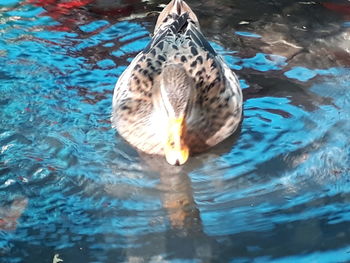 High angle view of duck swimming in lake