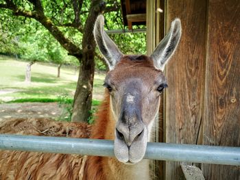 Lamar in a zoo