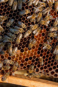 Close-up of bee on leaf