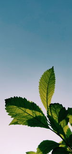 Low angle view of leaves against sky