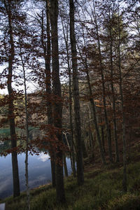 Scenic view of forest