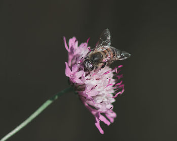 Close-up of bee pollinating on purple flower