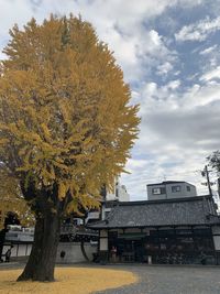 Tree by building against sky