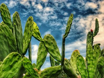 Low angle view of prickly pear cactus against sky