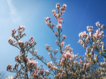 Low angle view of magnolia blossoms against blue sky