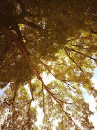 Low angle view of trees against sky