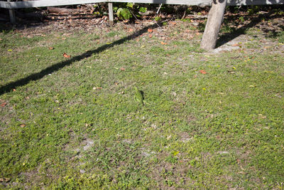 Grass growing on tree