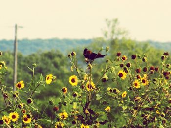 Close-up of yellow flowers blooming in field