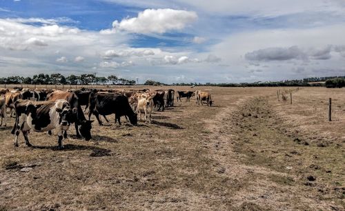 Cows in a drought against sky