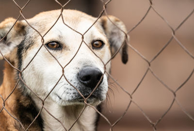 Close-up portrait of dog seen through chainlink fence