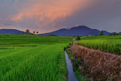 Asian landscape in the morning stormy sky over mountains and green rice fields in kemumu village