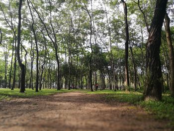 Trees in forest