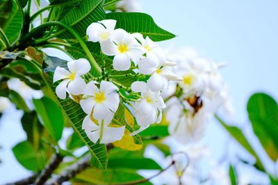 Close-up of white flowering plant