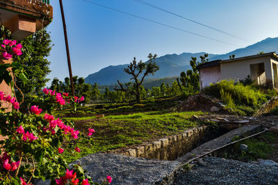 Pink flowering plants by building against sky