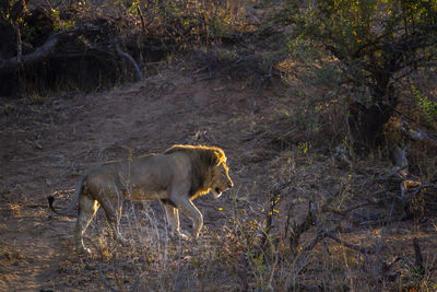 Side view of lion walking on land in forest