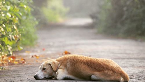 Dog relaxing on road