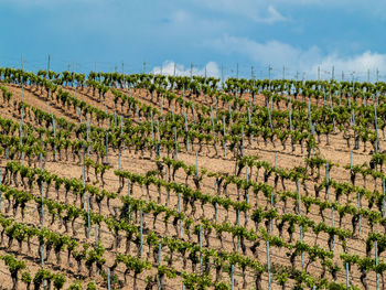 Scenic view of vineyard against sky