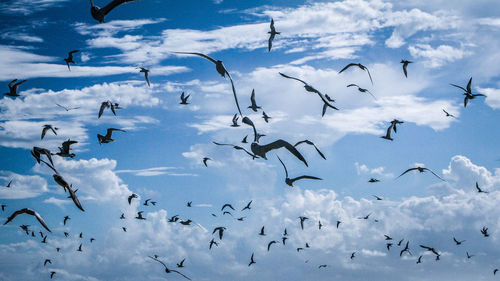 Flock of seagulls flying against cloudy sky