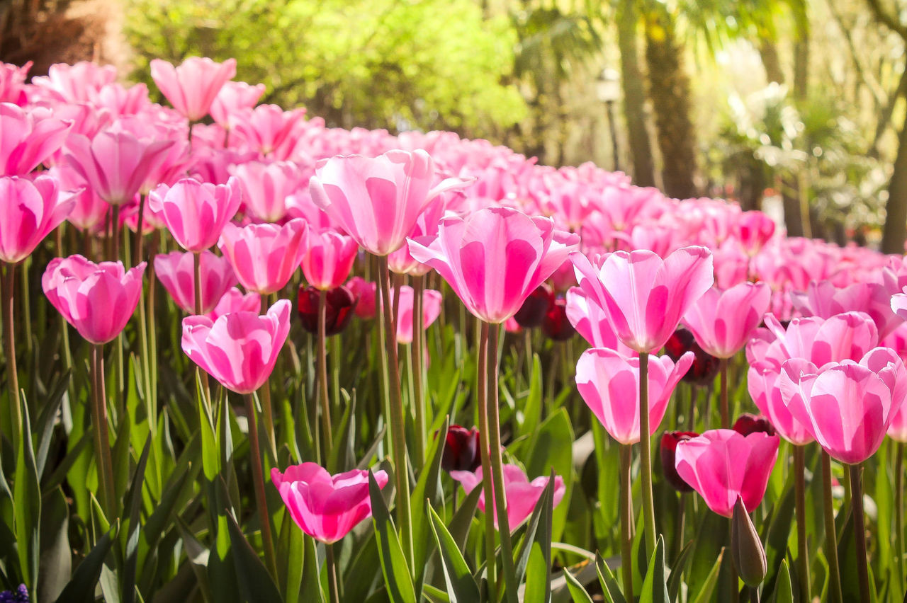 flower, freshness, growth, fragility, beauty in nature, pink color, petal, field, nature, blooming, plant, flower head, tulip, grass, pink, green color, in bloom, day, abundance, outdoors