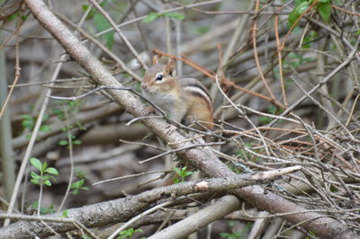 Close-up of chipmunk on tree branch