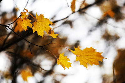 Low angle view of autumn leaves on tree