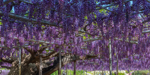 View of purple flowering plants