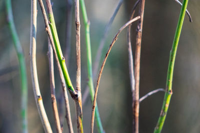 Close-up of plant