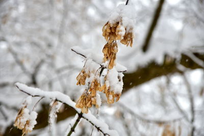 Close-up of frozen plant on snow covered tree