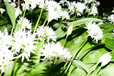 Close-up of white flower