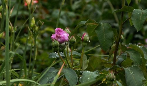 Close-up of raindrops on pink flowering plant