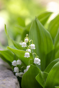 Close-up of white flowering plant