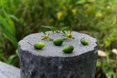 Close-up of green buds on tree stump