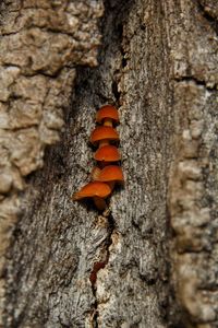 Close-up of insect on tree trunk