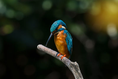 Close-up of bird perching on branch