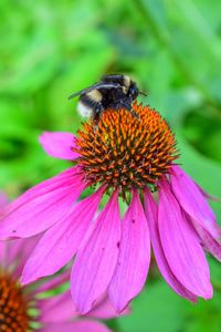 Close-up of honey bee on coneflower