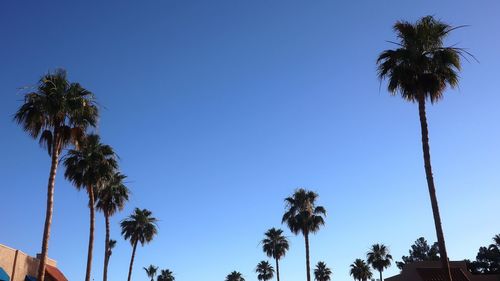 Low angle view of palm trees against clear blue sky