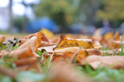 Close-up of fallen leaves