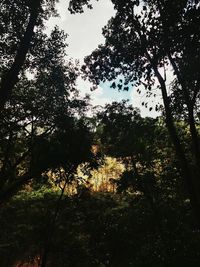 Low angle view of trees against sky