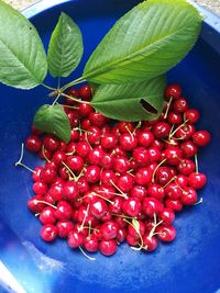 Close-up of berries growing on plant