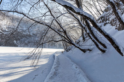 Bare trees on snow covered land