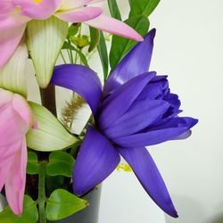 Close-up of purple flowering plant