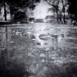 Reflection of trees in puddle