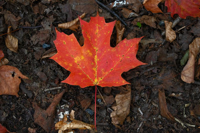High angle view of maple leaf on street during autumn