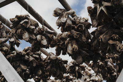 Low angle view of dried sculpture against sky