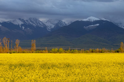 Scenic view of field against cloudy sky