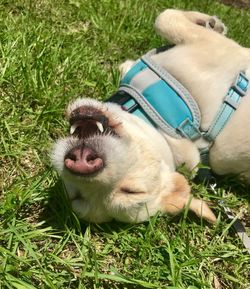 View of dog lying on grass