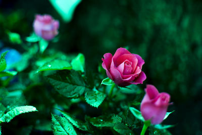 Close-up of pink rose