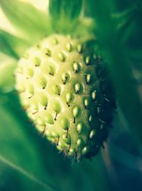 Macro shot of flower