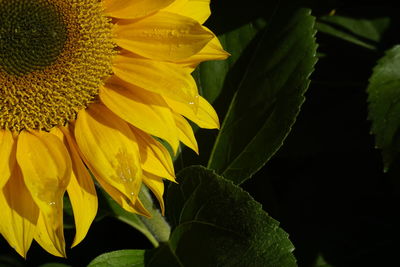 Close-up of yellow flowering plant